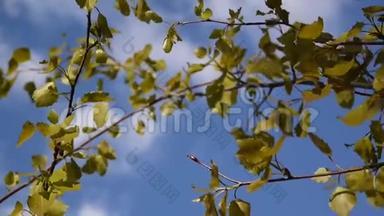 春天清新的白杨树叶子在风中颤动。 天空背景。